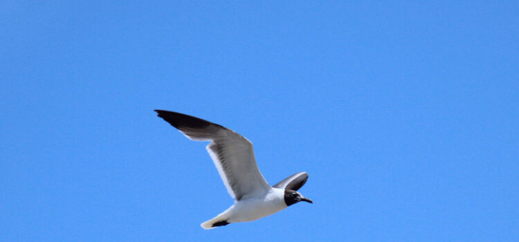 Rosie Crafts Laughing Gull Bird Photography