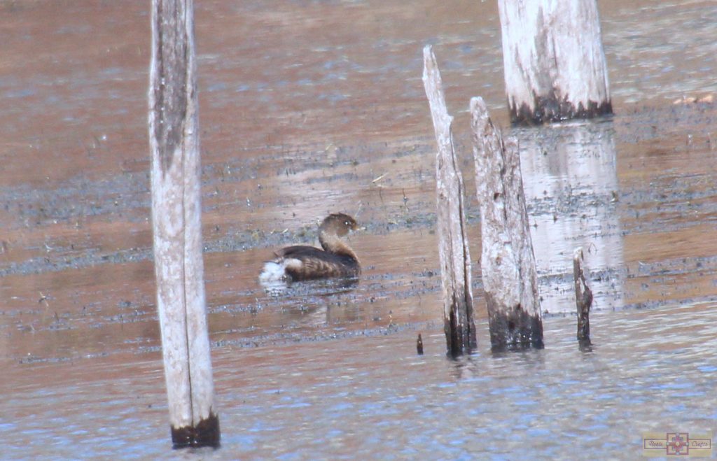 Rosie Crafts Pied Billed Grebe Bird Photography