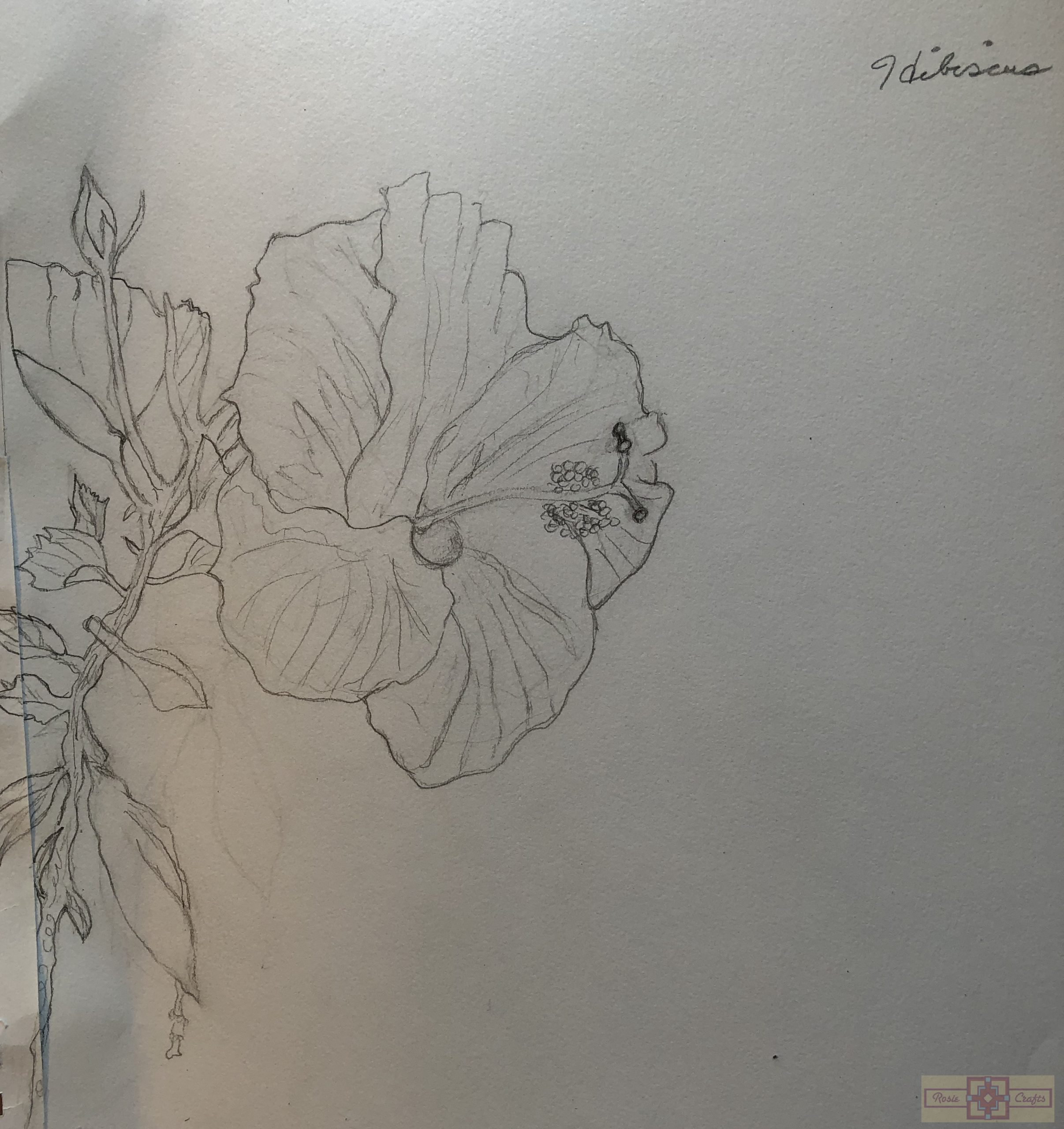 Rosie Crafts Flower Drawings