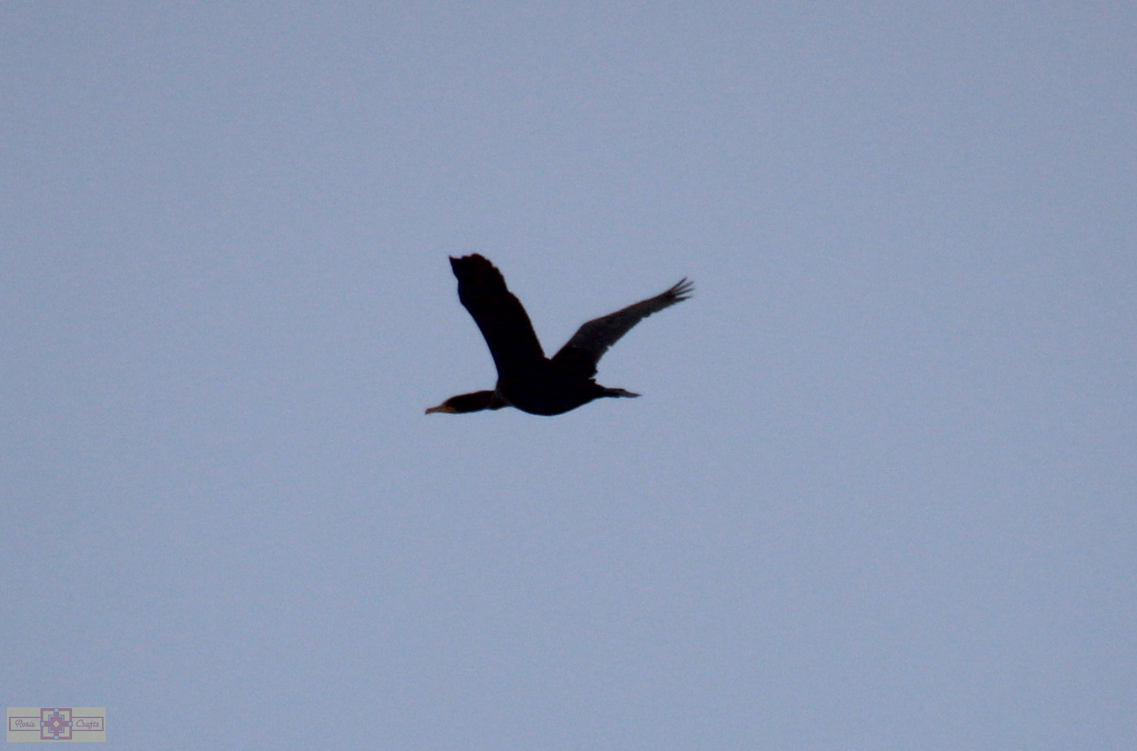 Great Cormorant Bird Photography
