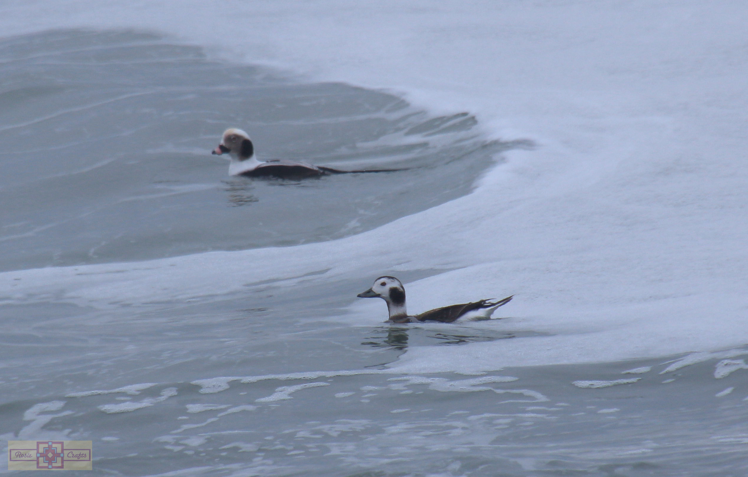 Rosie Crafts Long Tailed Duck Bird Photography