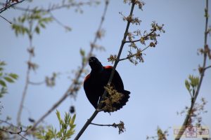 Rosie Crafts Male Red Winged Black Bird Photography
