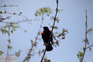 Rosie Crafts Male Red Winged Black Bird Photography
