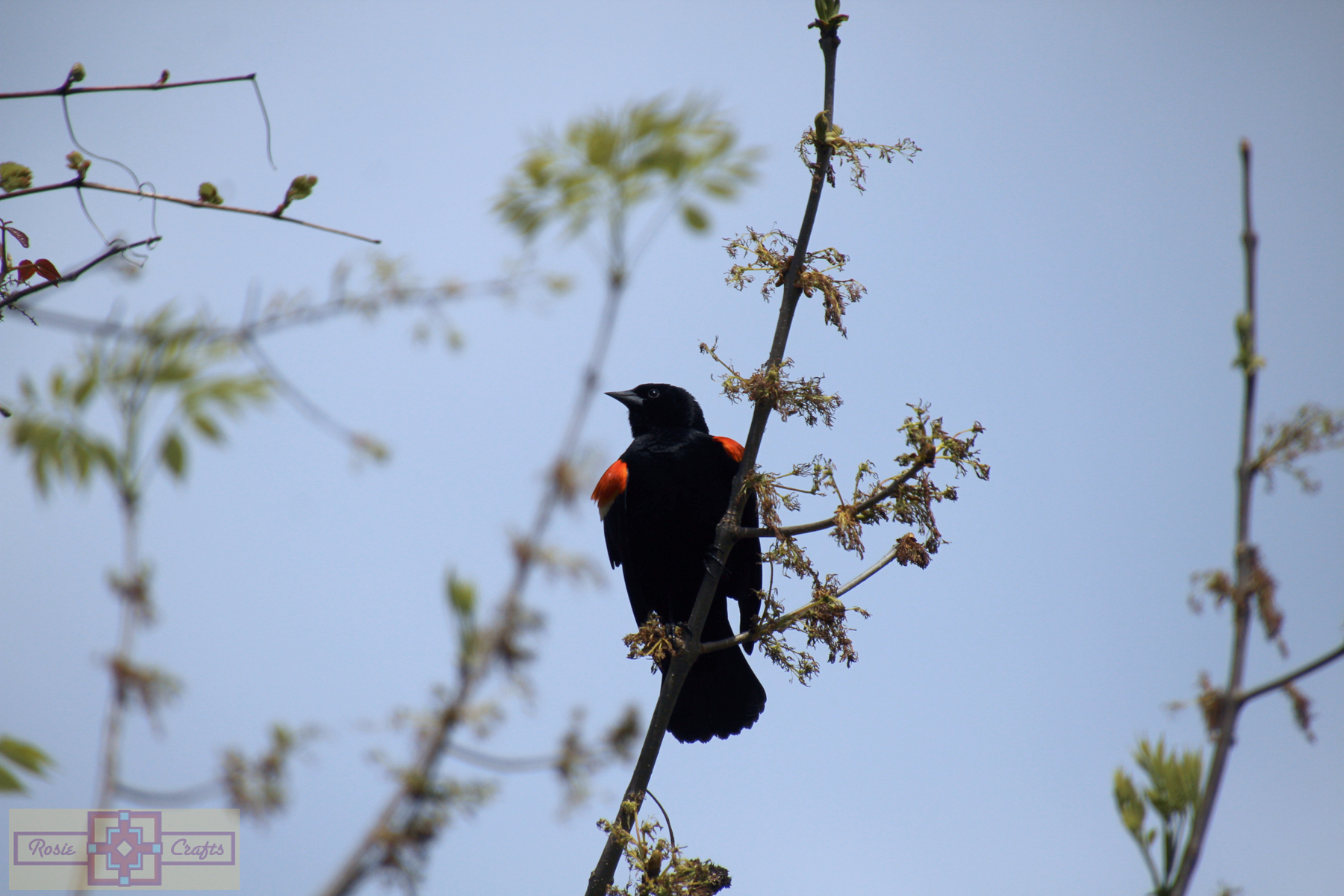 Rosie Crafts Male Red Winged Black Bird Photography