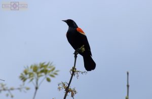 Rosie Crafts Male Red Winged Black Bird Photography