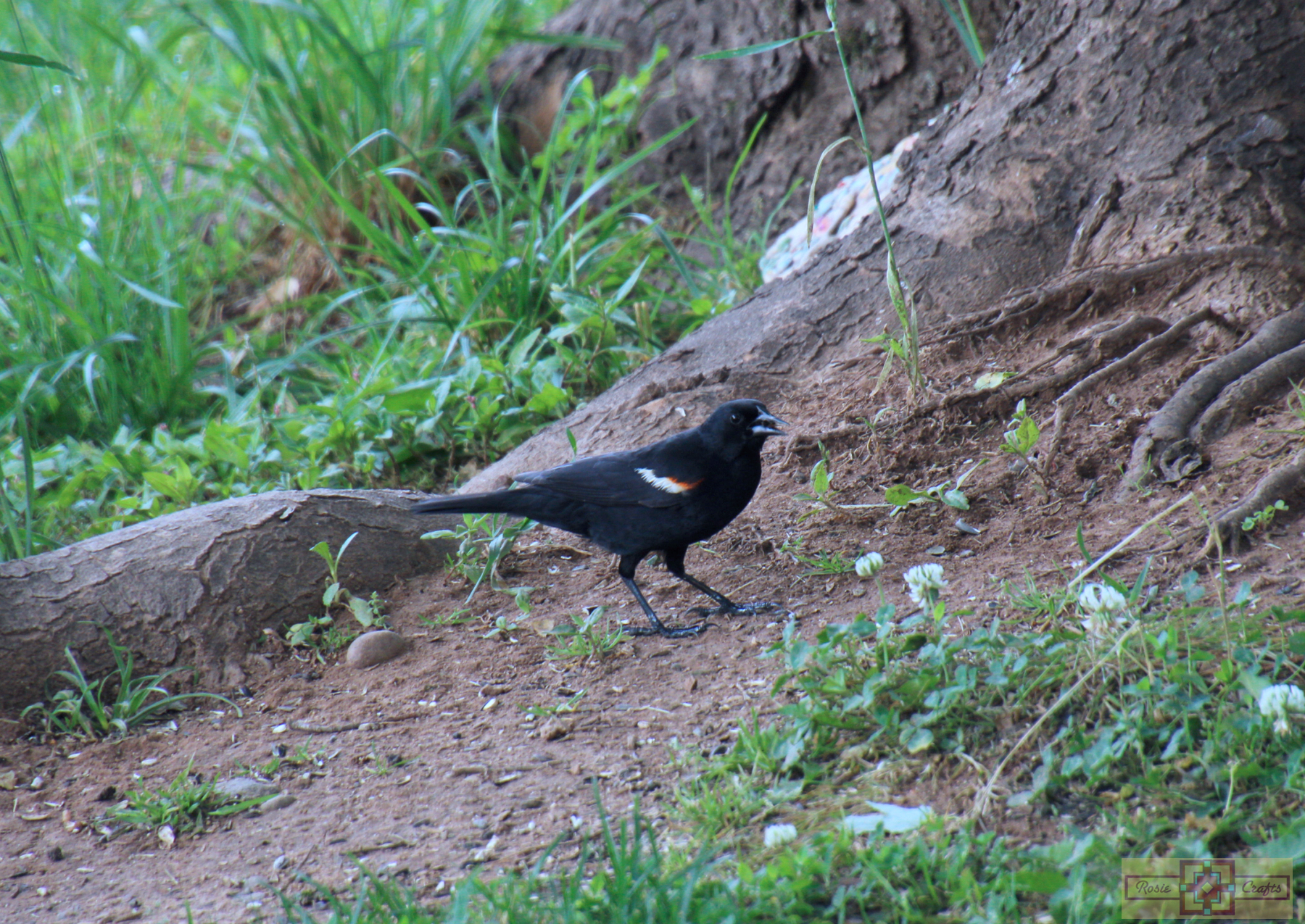 Rosie Crafts Male Red Winged Black Bird Photography