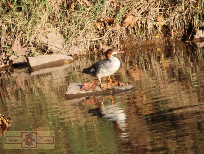Rosie Crafts Merganser Duck Photography