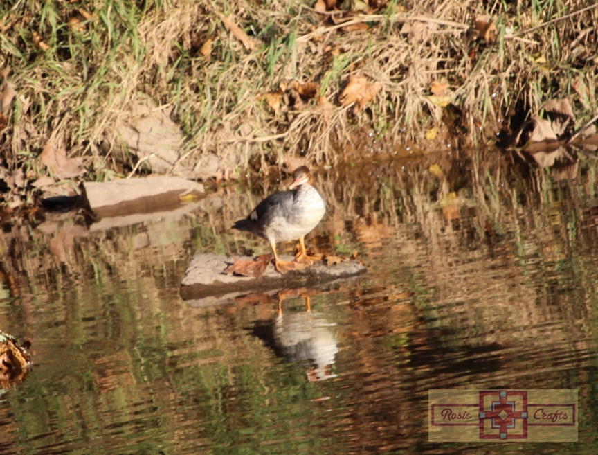 Rosie Crafts Merganser Duck Photography