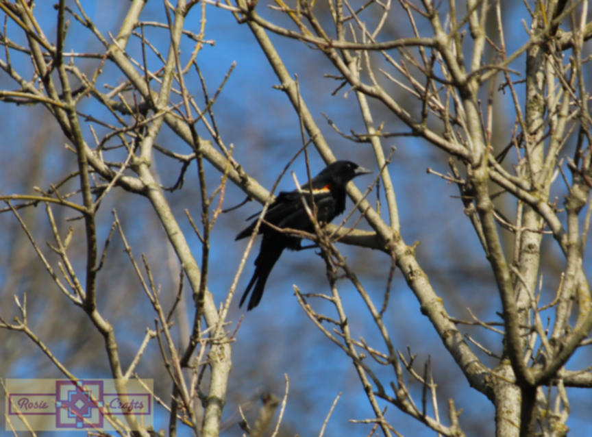 Rosie Crafts Male Red Winged Black Bird Photography