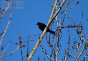 Rosie Crafts Male Red Winged Black Bird Photography