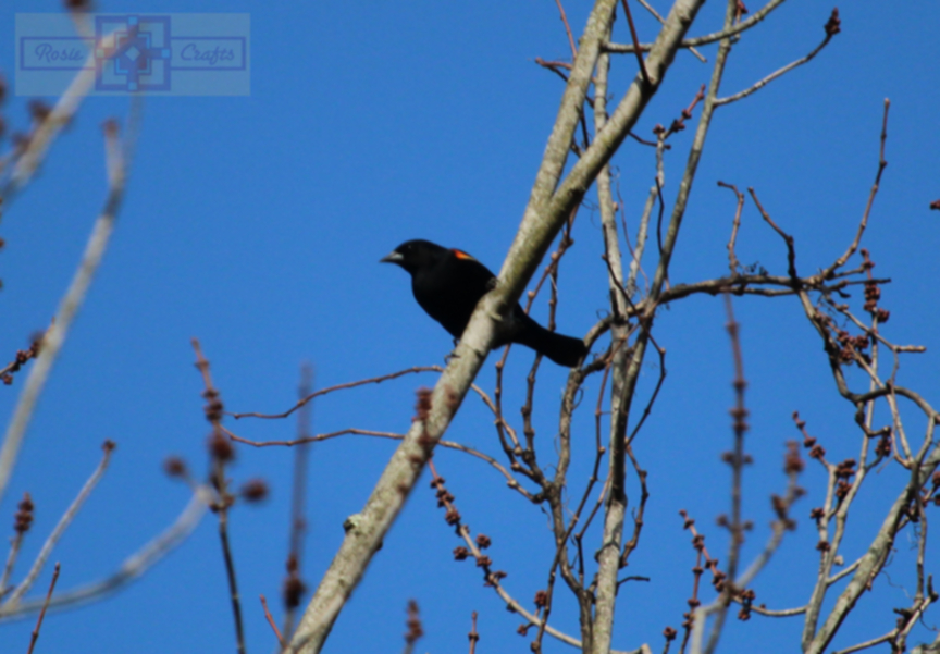 Rosie Crafts Male Red Winged Black Bird Photography