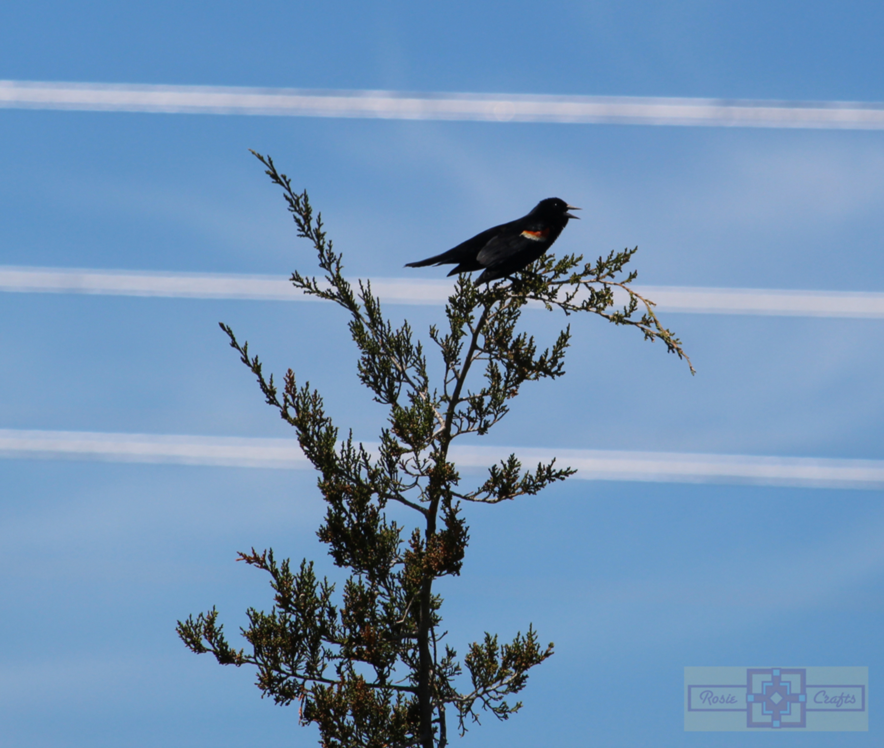 Rosie Crafts Male Red Winged Black Bird Photography
