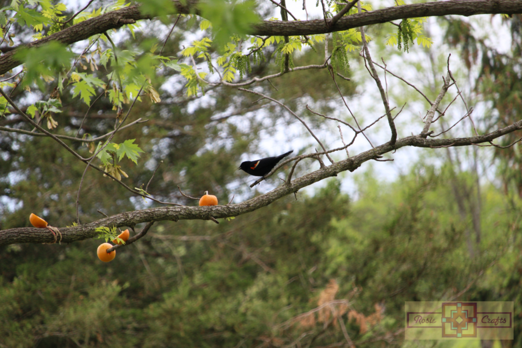 Rosie Crafts Male Red Winged Black Bird Photography