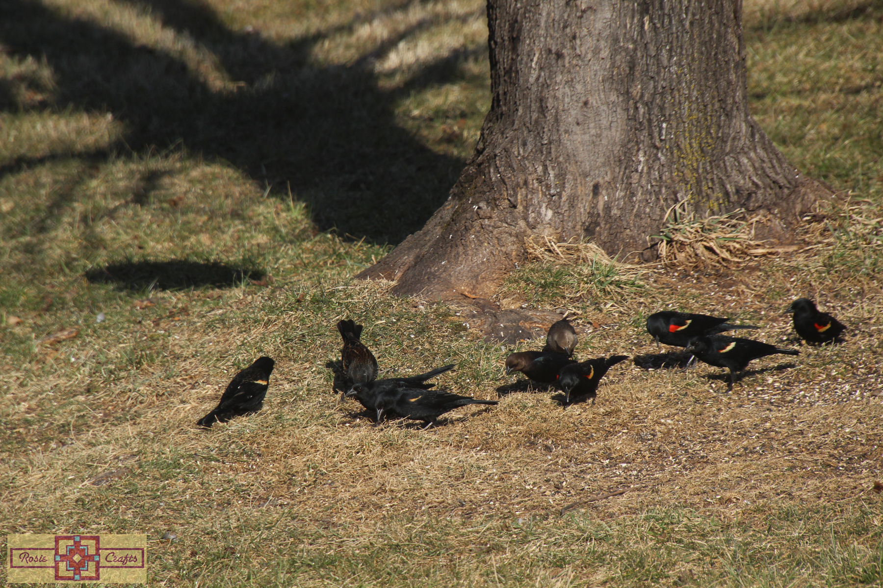 Rosie Crafts Male Red Winged Black Bird Photography