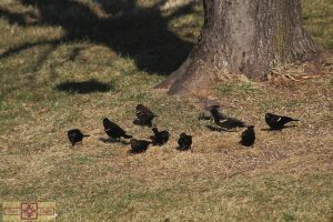 Rosie Crafts Male & Female Red Winged Black Birds & Cow/Buffalo Bird Photography