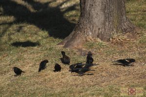 Rosie Crafts Male & Female Red Winged Black Birds & Cow/Buffalo Bird Photography