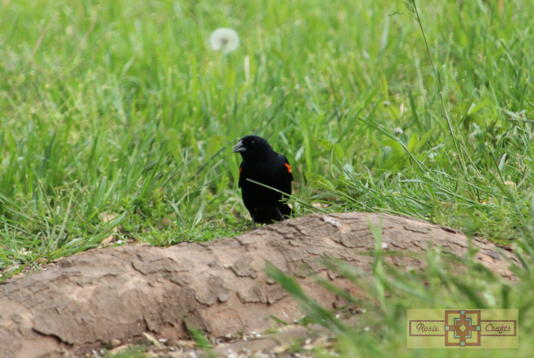 Rosie Crafts Male Red Winged Black Bird Photography