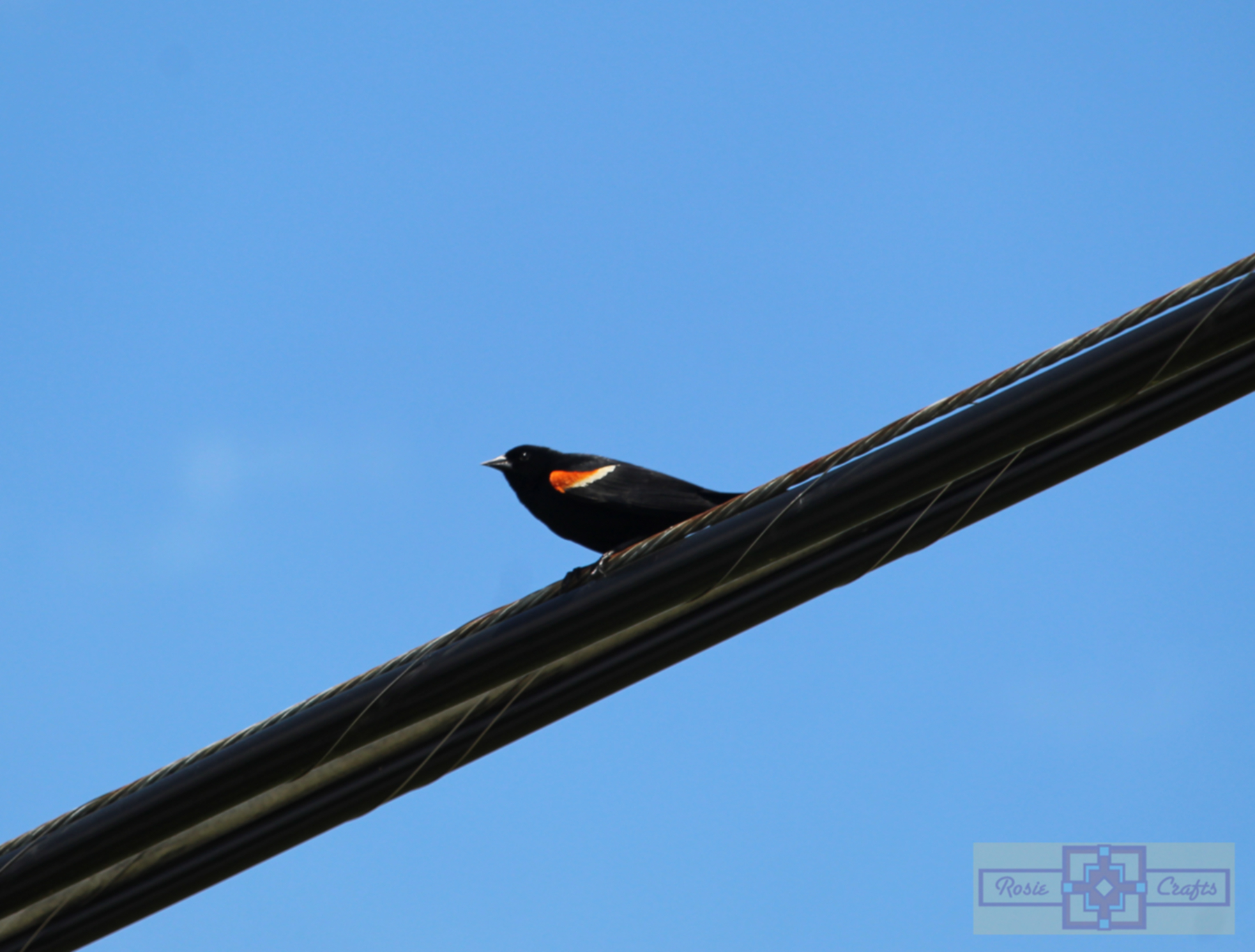Rosie Crafts Male Red Winged Black Bird Photography
