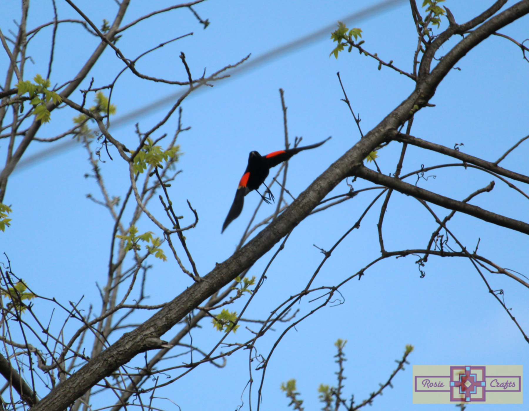 Rosie Crafts Male Red Winged Black Bird Photography