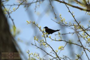 Rosie Crafts Male Red Winged Black Bird Photography