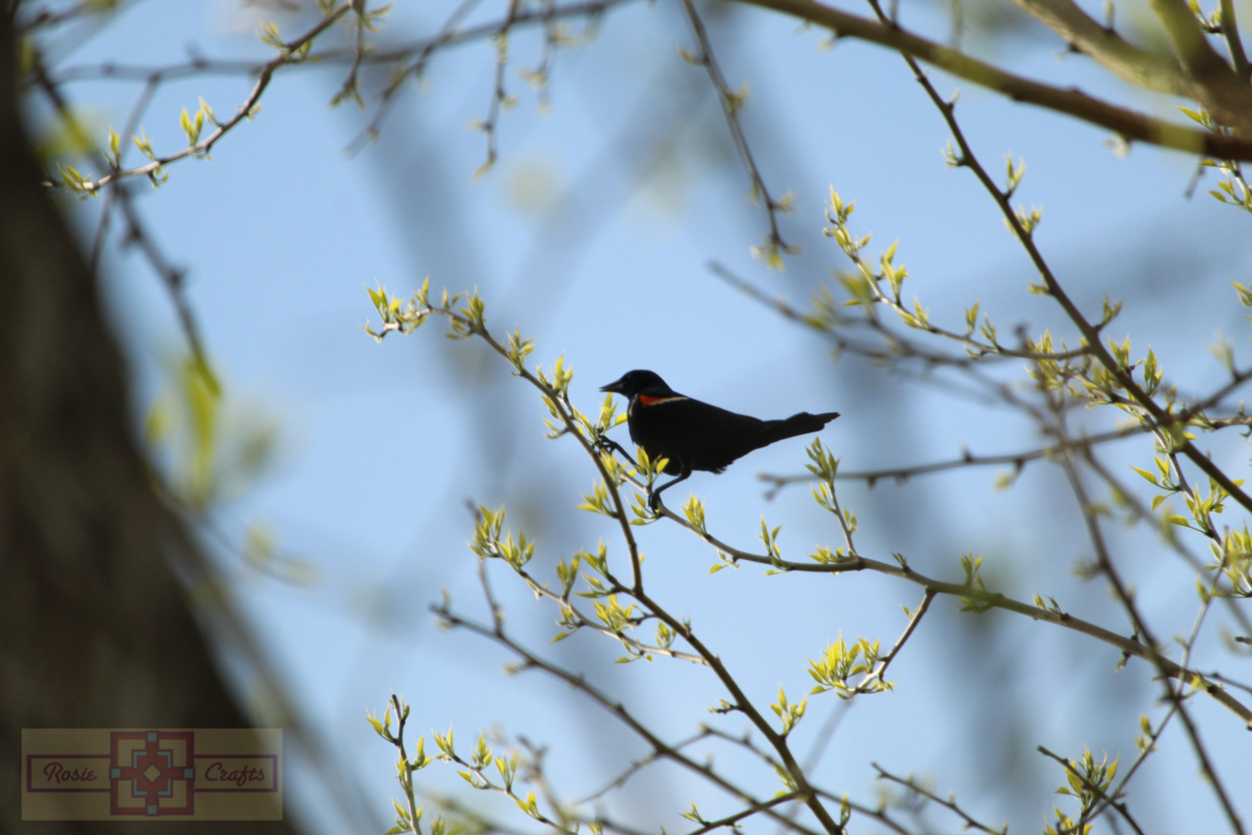 Rosie Crafts Male Red Winged Black Bird Photography