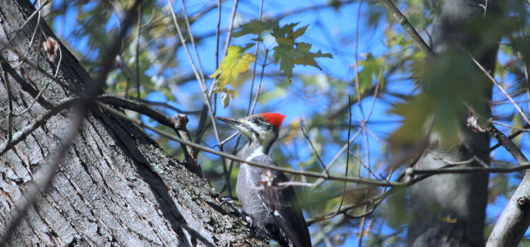 Rosie Crafts Pileated Woodpecker Photography