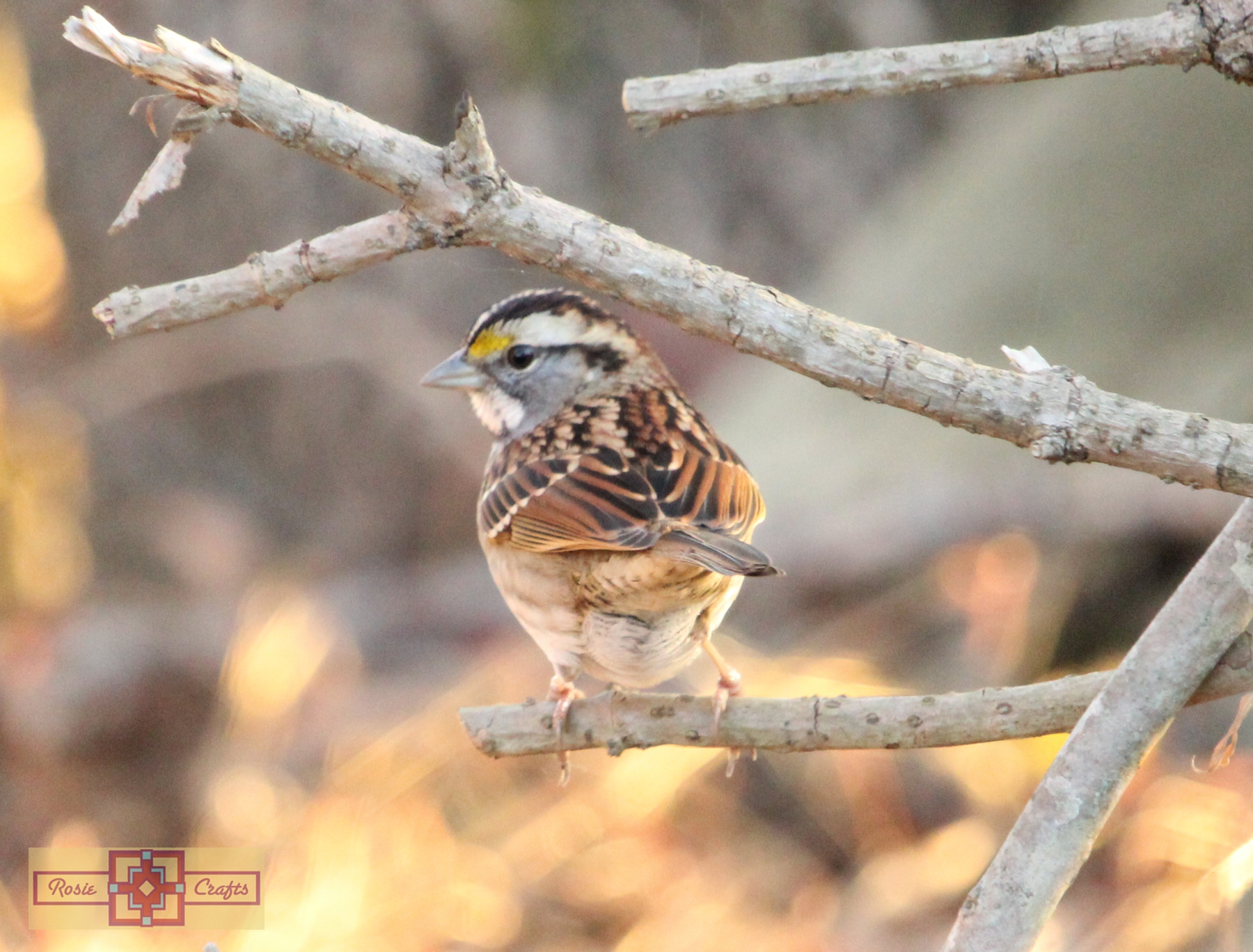 Rosie Crafts White Throated Sparrow Bird Photography