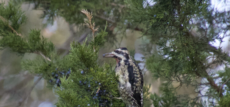 Rosie Crafts Yellow Bellied Sap Sucker Woodpecker Photography