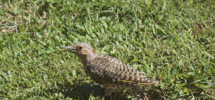 Rosie Crafts Northern Flicker Woodpecker Photography