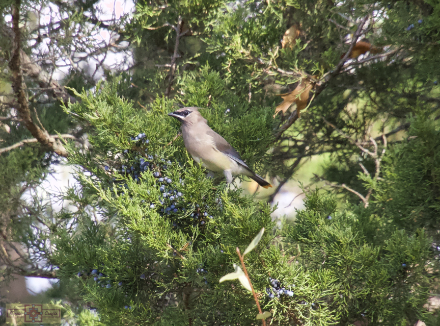 Rosie Crafts Cedar Waxwing Bird Photography
