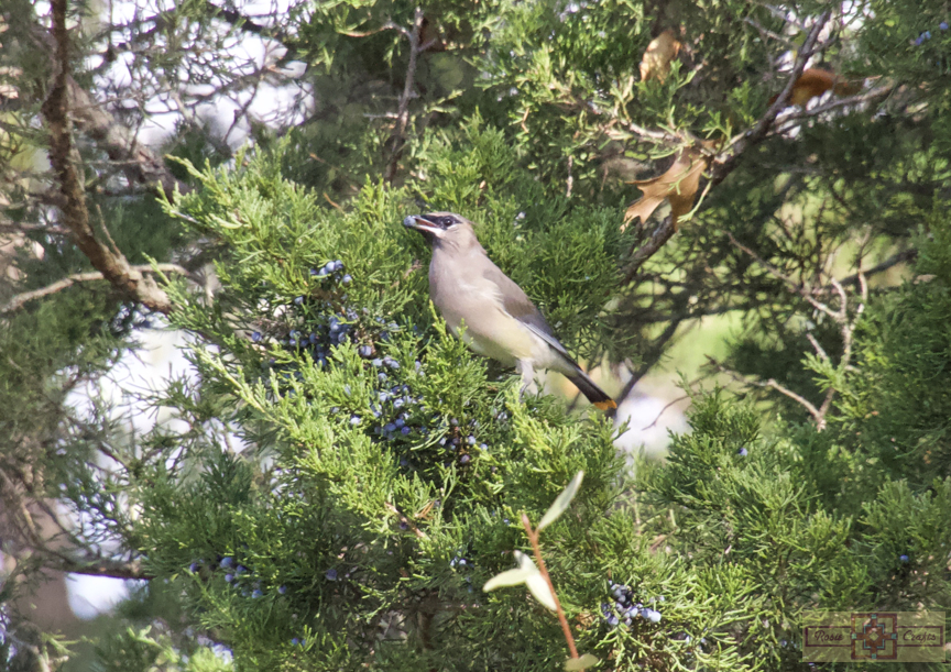 Rosie Crafts Cedar Waxwing Bird Photography