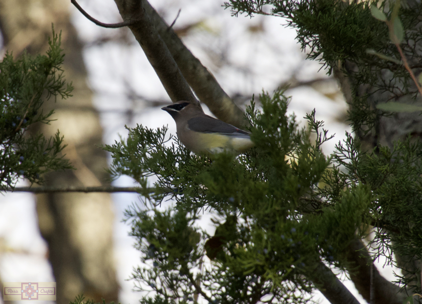 Rosie Crafts Cedar Waxwing Bird Photography