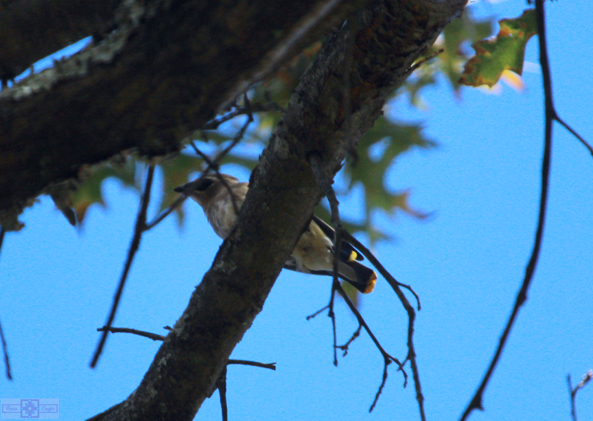 Rosie Crafts Cedar Waxwing Bird 2024 Photography