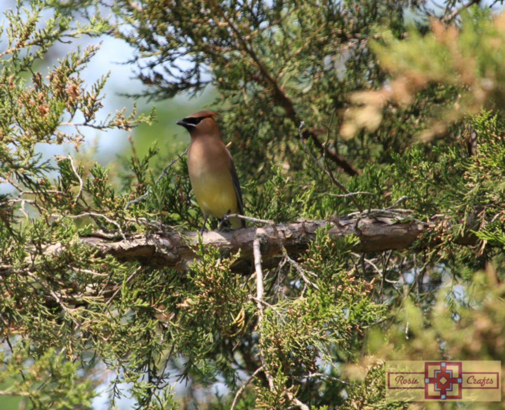 Rosie Crafts Cedar Waxwing Bird Photography