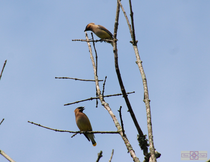 Rosie Crafts Cedar Waxwing Bird 2024 Photography