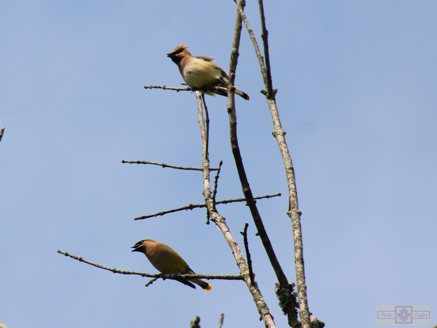 Rosie Crafts Cedar Waxwing Bird 2024 Photography