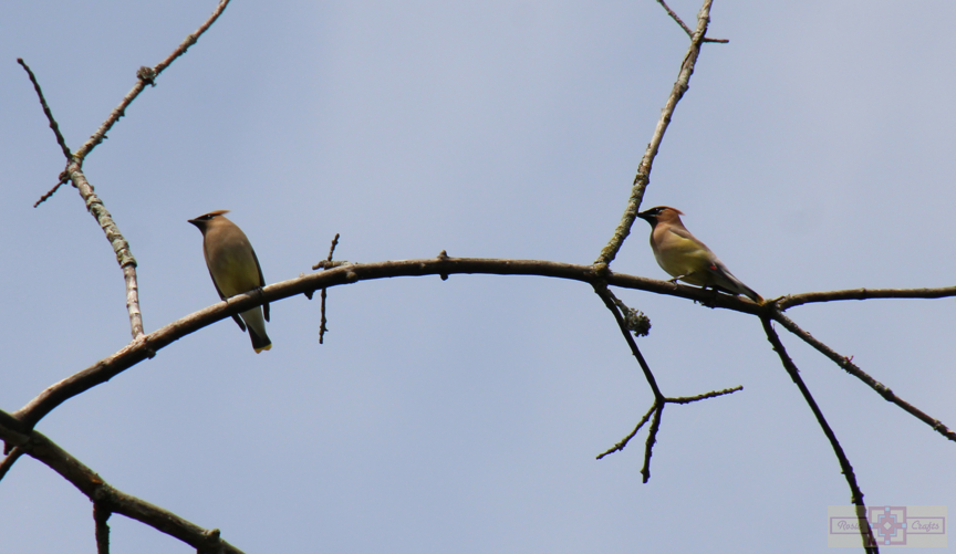 Rosie Crafts Cedar Waxwing Bird 2024 Photography