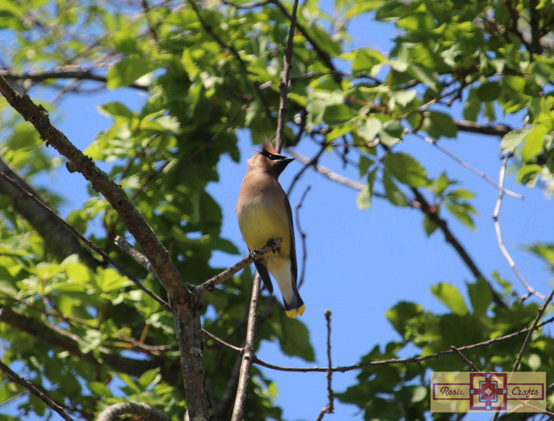 Rosie Crafts Cedar Waxwing Bird Photography