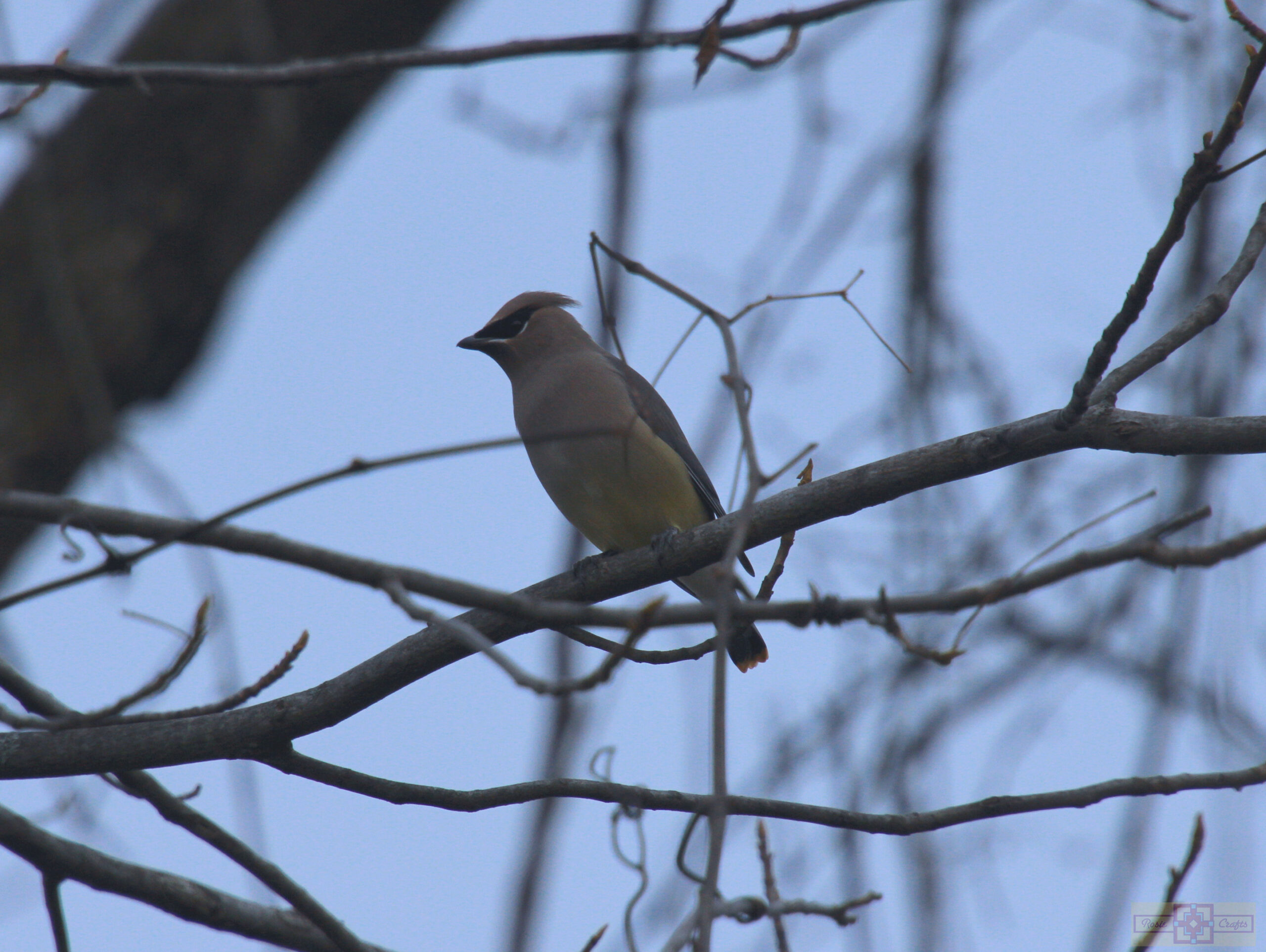 Rosie Crafts Cedar Waxwing Bird 2024 Photography