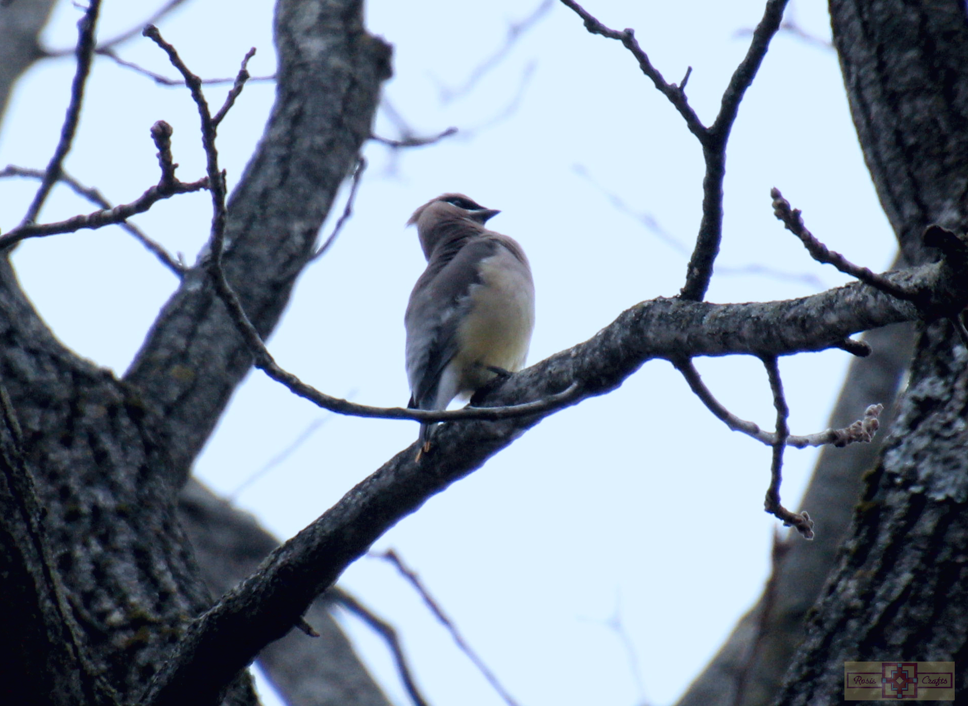 Rosie Crafts Cedar Waxwing Bird Photography