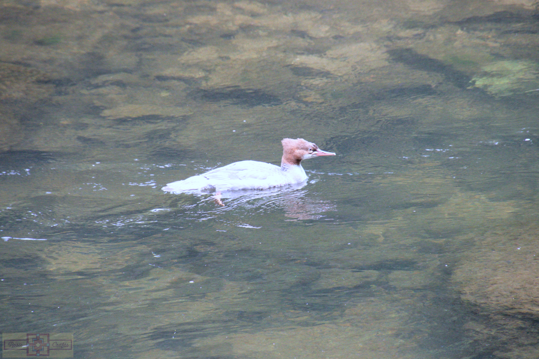 Rosie Crafts Young Female Common Merganser Duck Photography