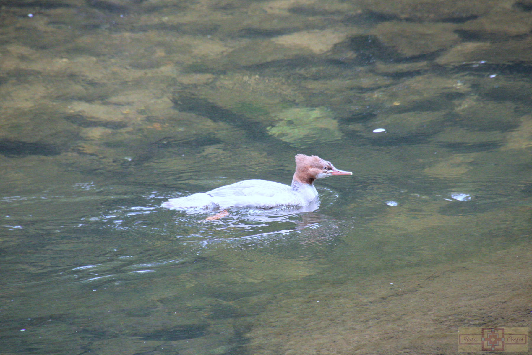 Rosie Crafts Young Female Common Merganser Duck Photography