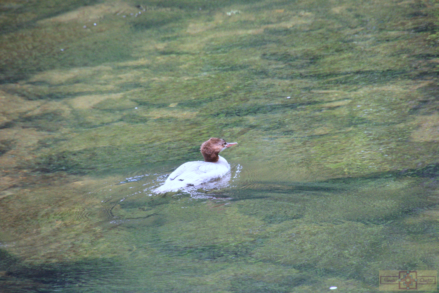 Rosie Crafts Young Female Common Merganser Duck Photography