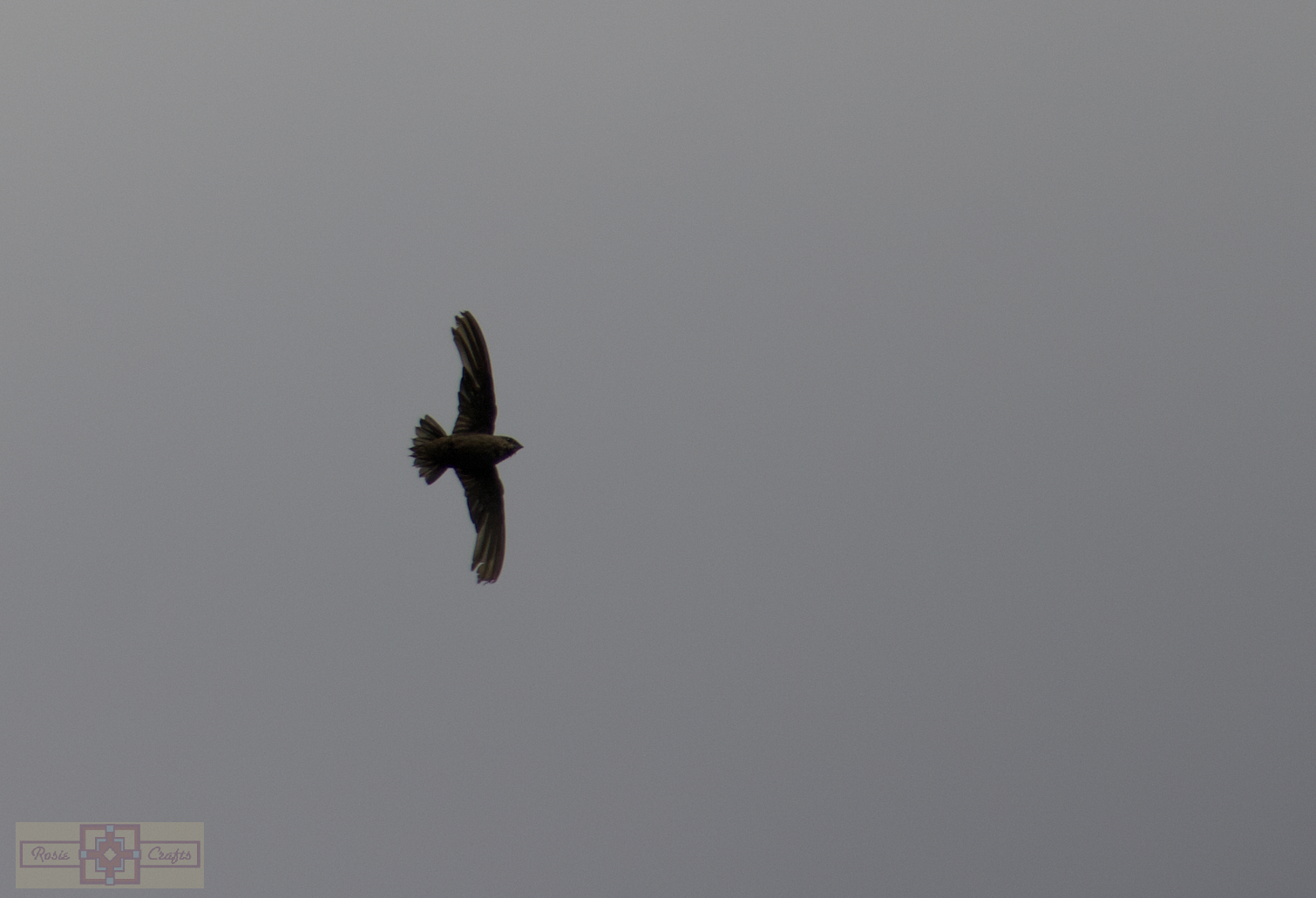 Rosie Crafts Chimney Swift Bird Photography