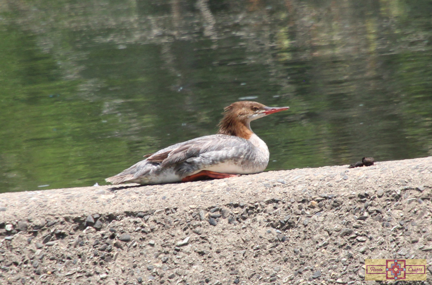 Rosie Crafts Female Common Merganser Duck Photography