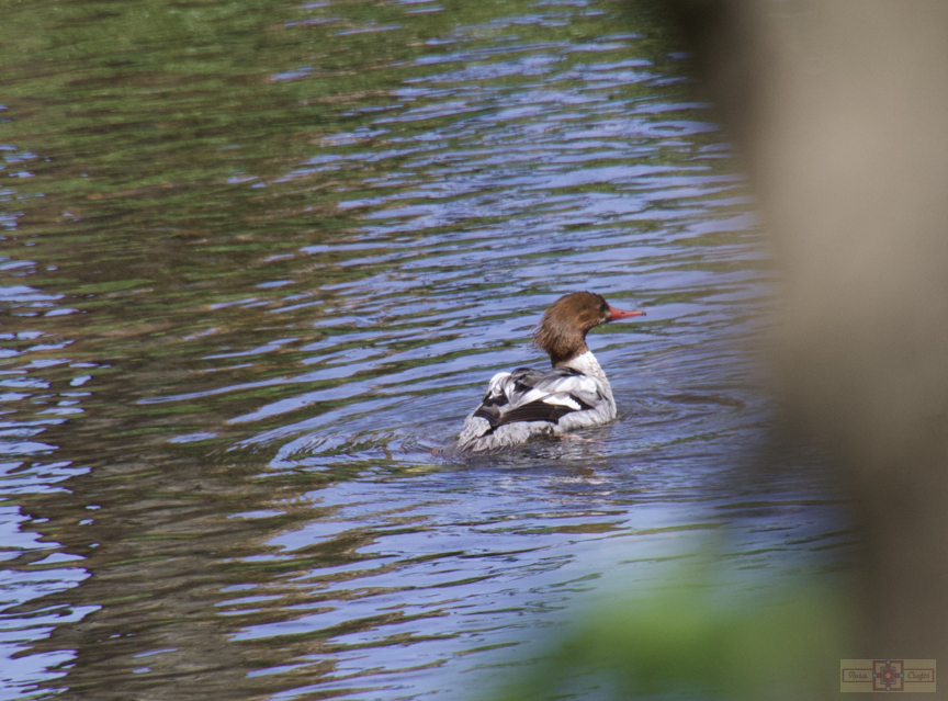 Rosie Crafts Female Common Merganser Duck Photography