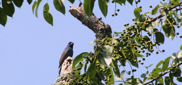 Rosie Crafts Male Indigo Bunting Bird Photography