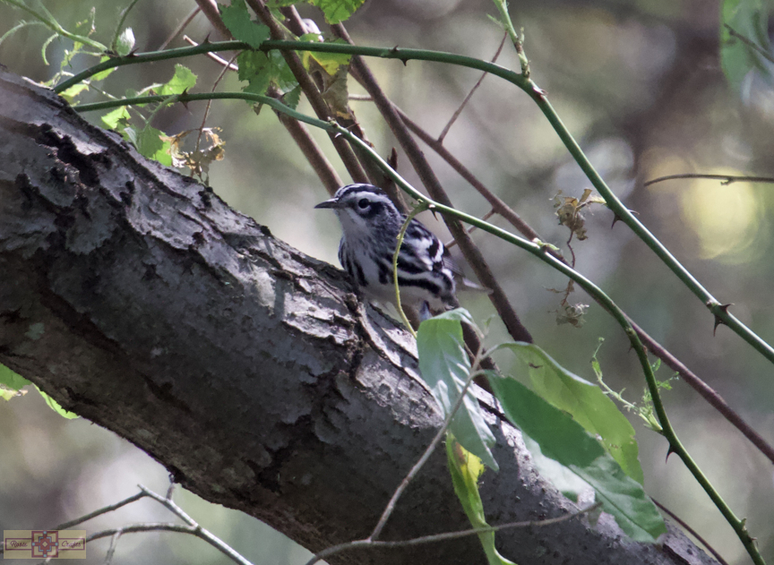Rosie Crafts Male Black & White Warbler Bird Photography