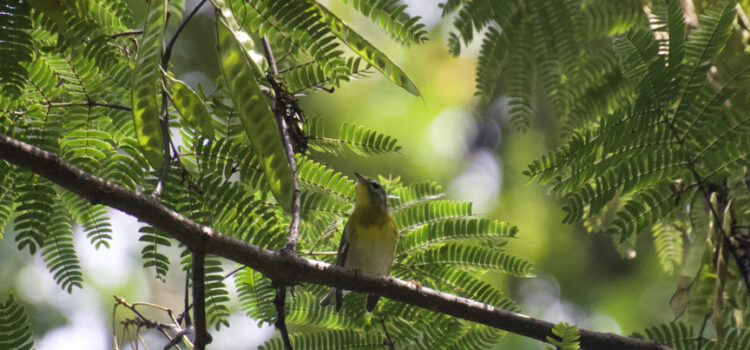 Rosie Crafts Female Northern Parula Bird Photography
