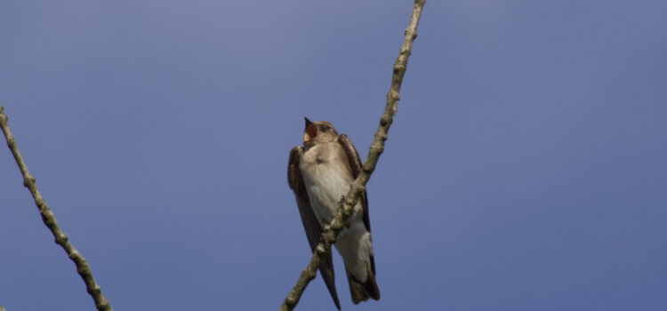 Rosie Crafts Northern Rough Winged Swallow Bird Photography